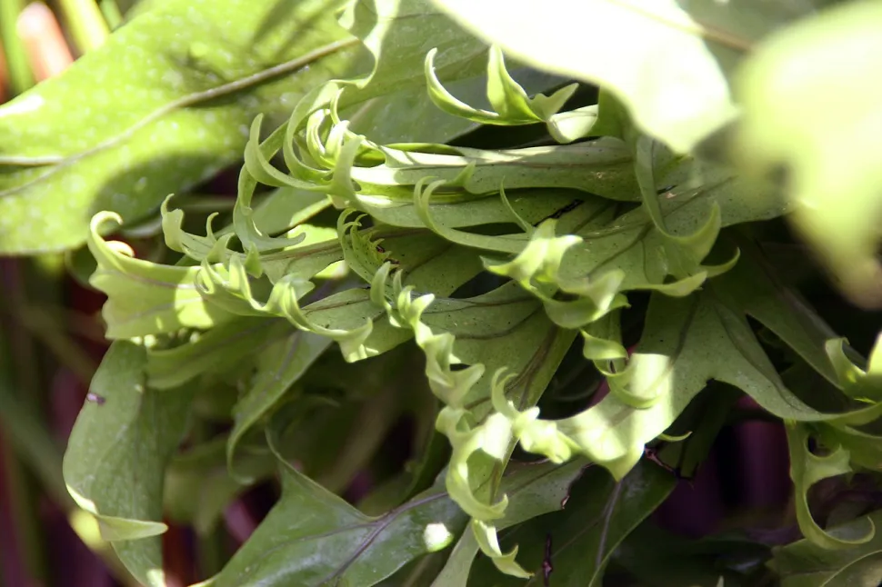 Microsorum Grandiceps fern frond
