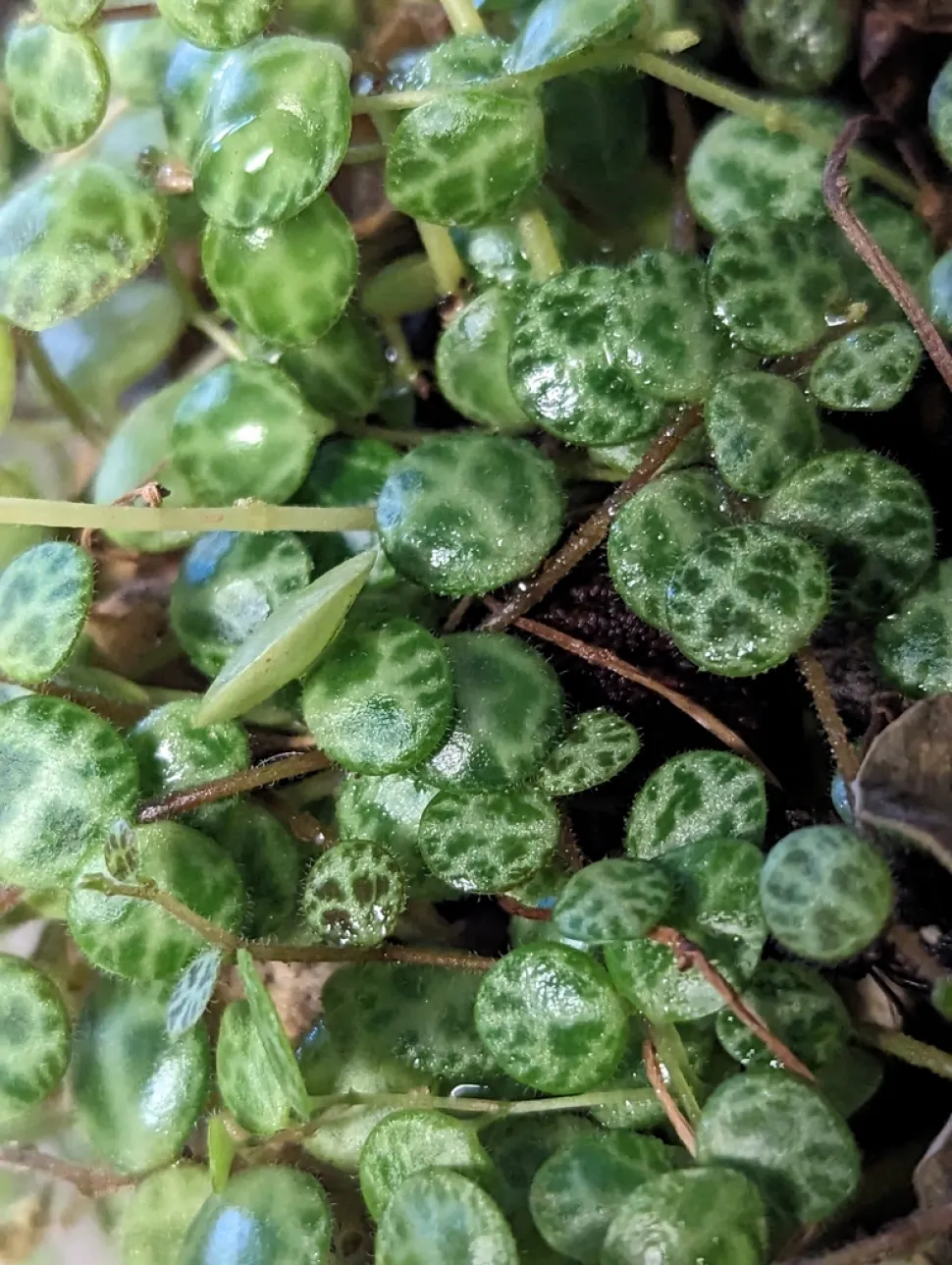 Groen bladpatroon Pepeormia prostrata
