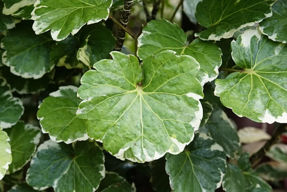 Polyscias balfouriana marginata med afrundet blad