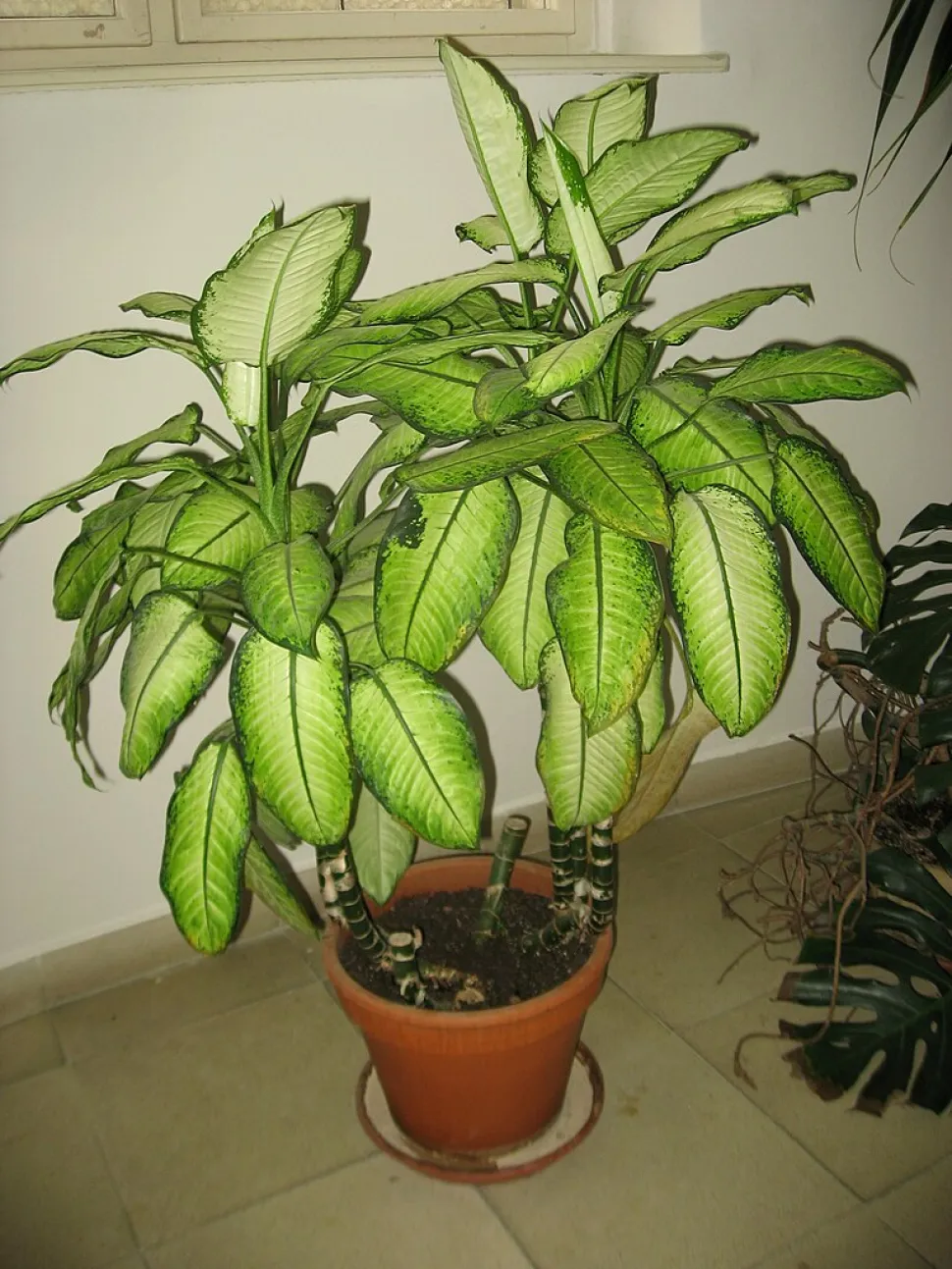 Dieffenbachia seguine in een pot