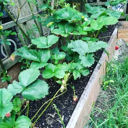 Planta de morango Ostara