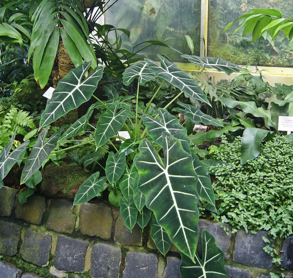 Alocasia micholitziana in de grond