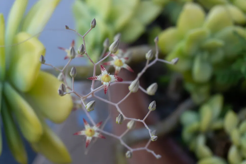 Quetzalcoatlia superba flowers