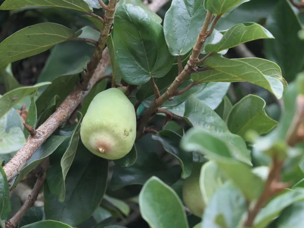 Higo en Ficus pumila