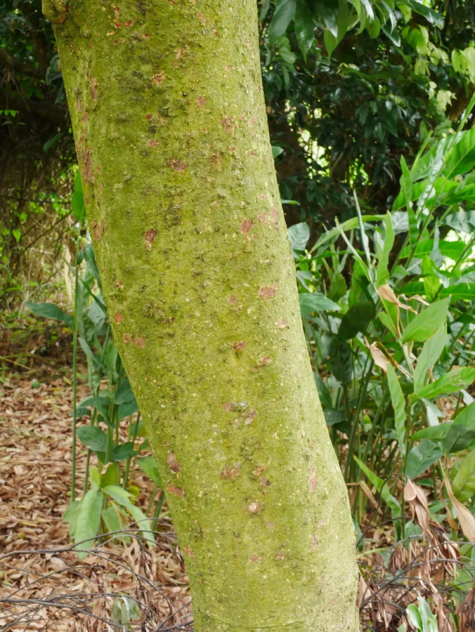 Baumstamm Litchi chinensis