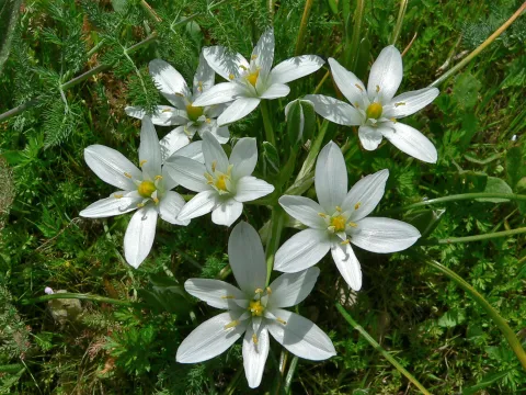 Ornithogalum umbellatum fleurs blanches