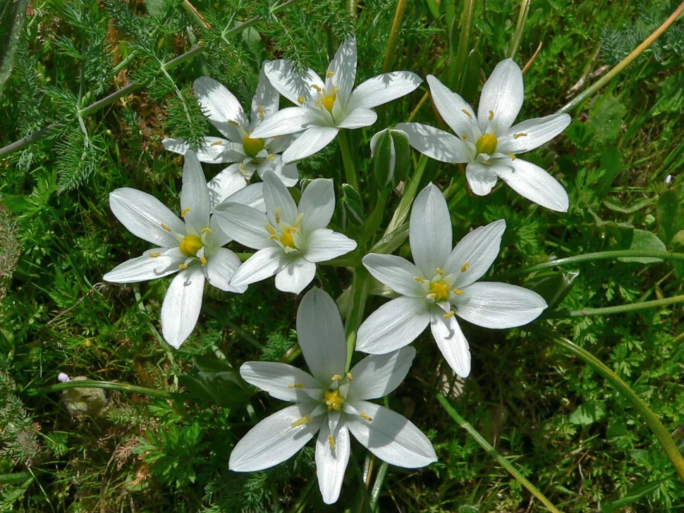 Ornithogalum umbellatum flores blancas