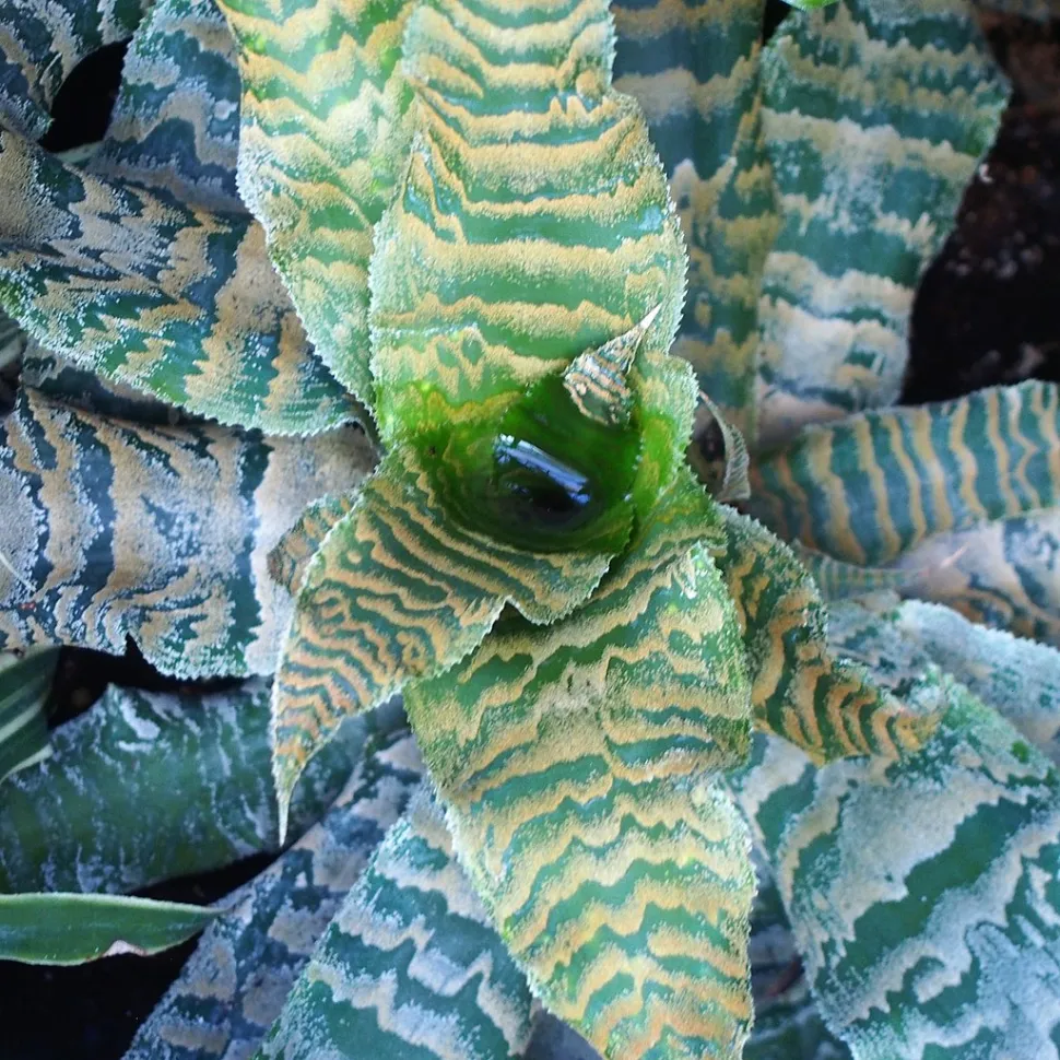 Reservoir i midten af en Cryptanthus zonatus