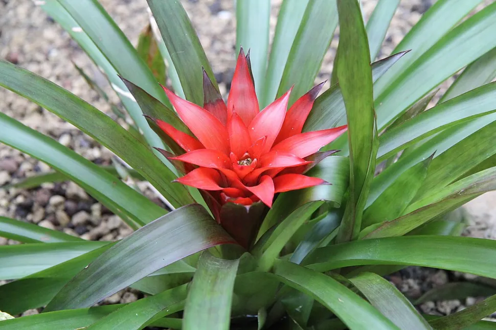 Guzmania lingulata met rode schutbladeren