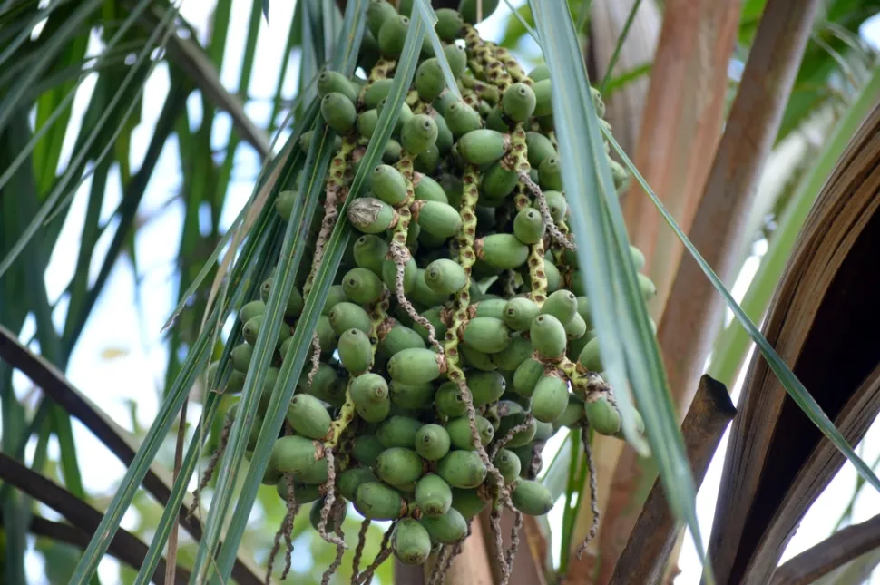 Green palm fruit Syagrus comosa