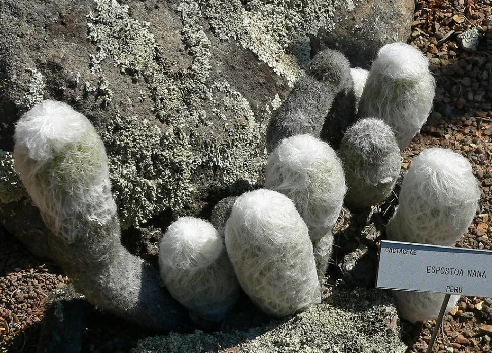 Wollige kaarsencactus espostoa melanostele nana