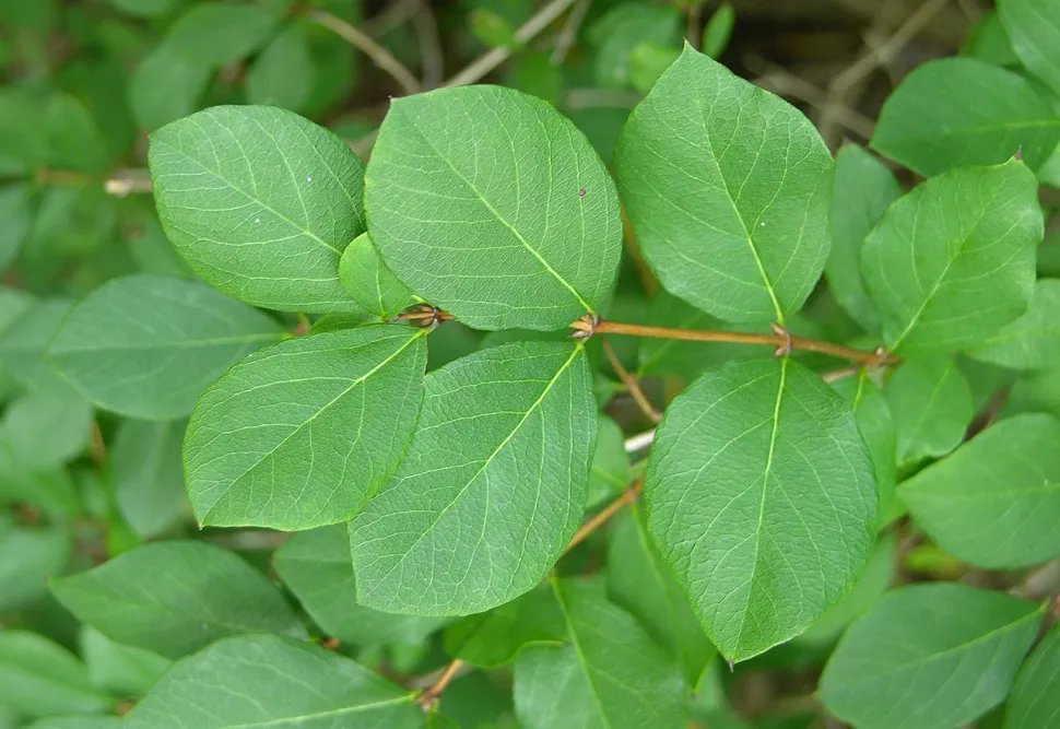 Lonicera fragrantissima Wintergeißblatt Blatt