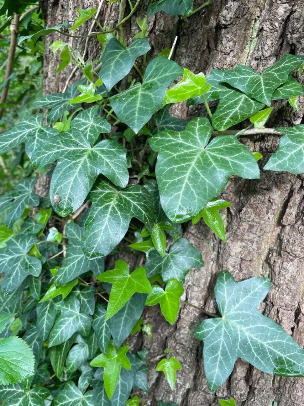 Hera trepadeira Hedera helix 'Wonder