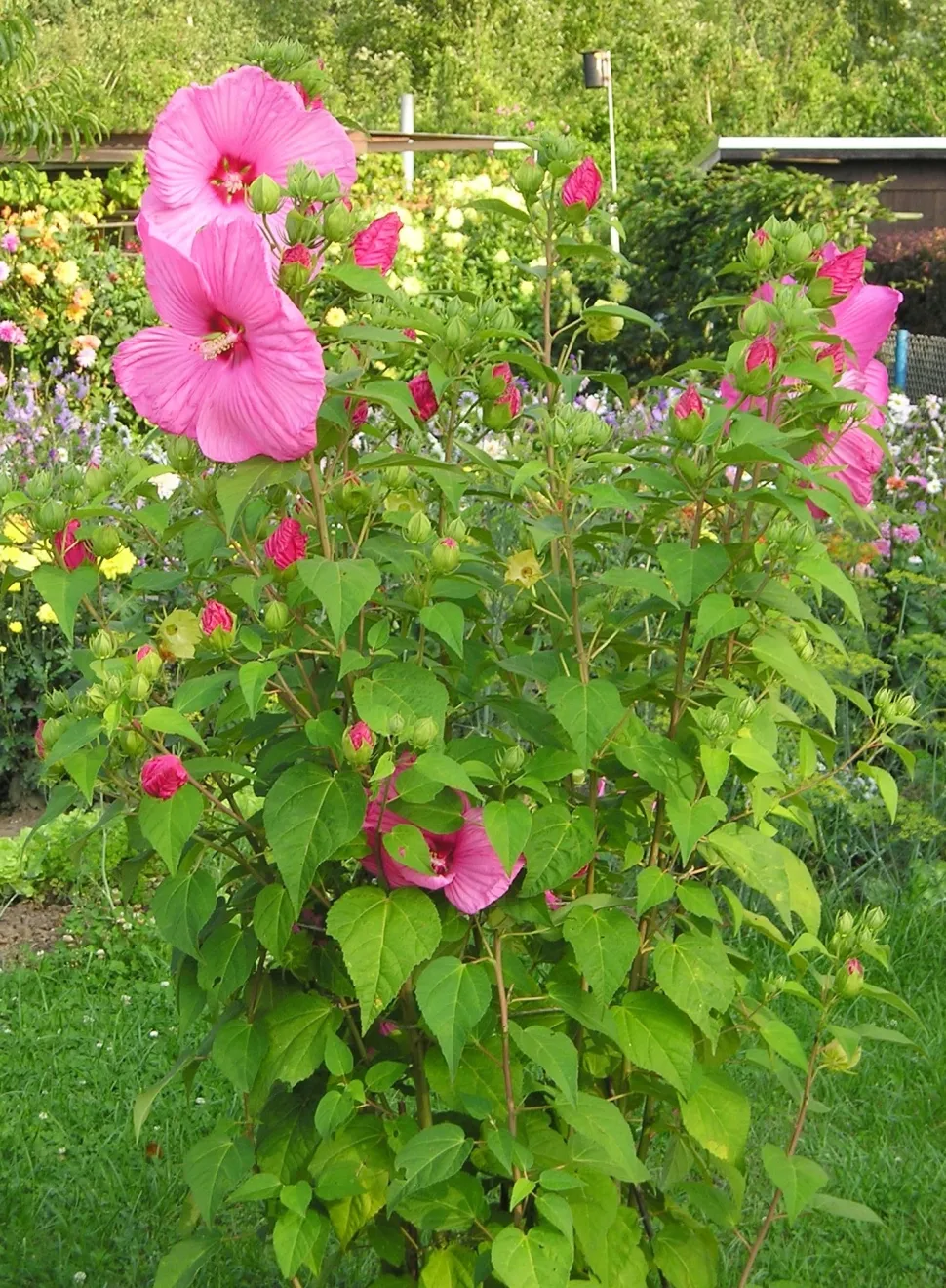 Moerashibiscus in de grond