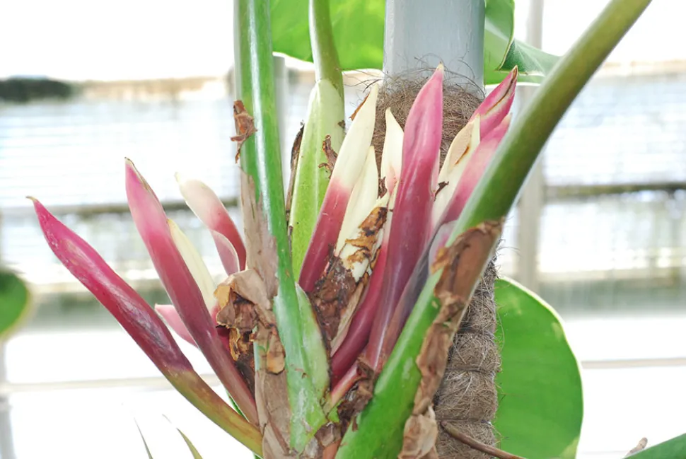Philodendron rugosum bloem
