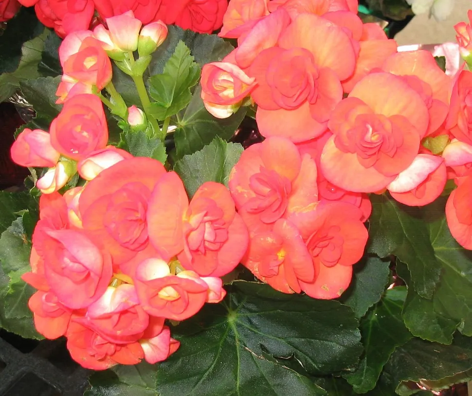 Begonia elatior pink flowers