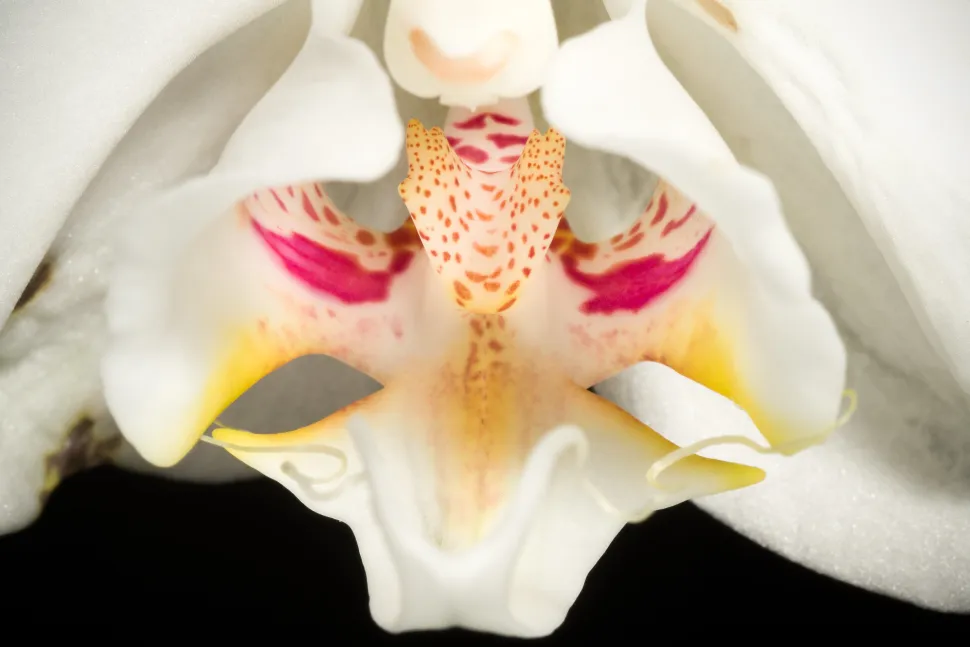 Orquídea mariposa labelo trilobulado rosa amarillo