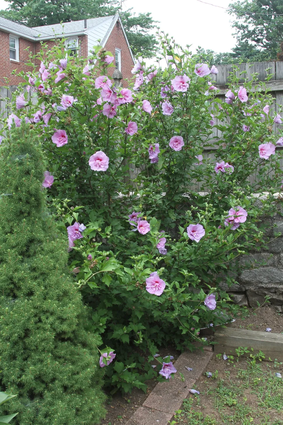 Hibiscus syriacus in the ground