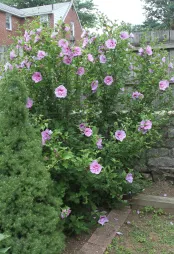 Hibiscus syriacus no solo