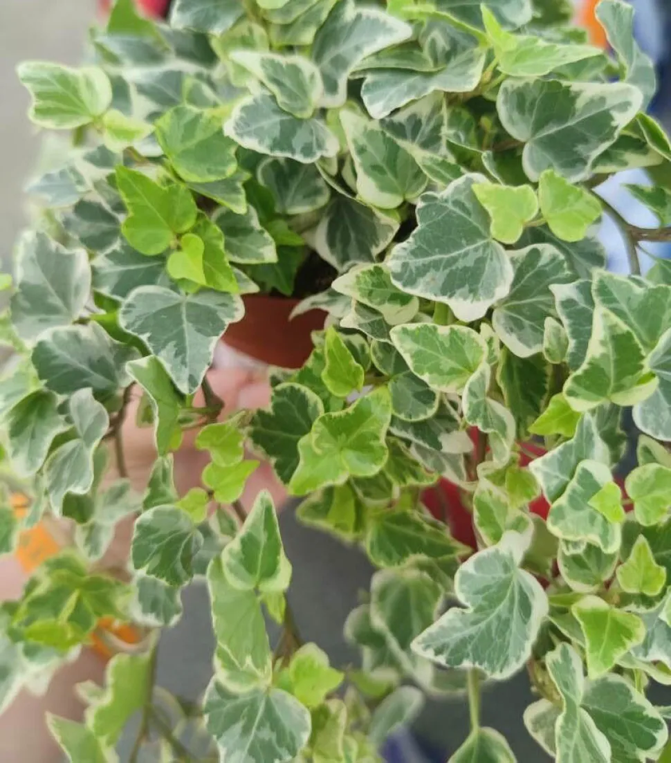 Hera comum variegada