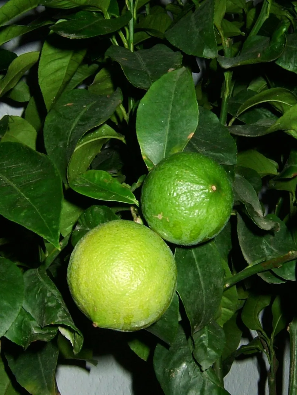 Früchte Citrus bergamia