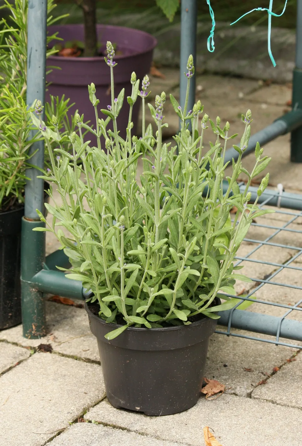 Plan Echter Lavendel im Topf