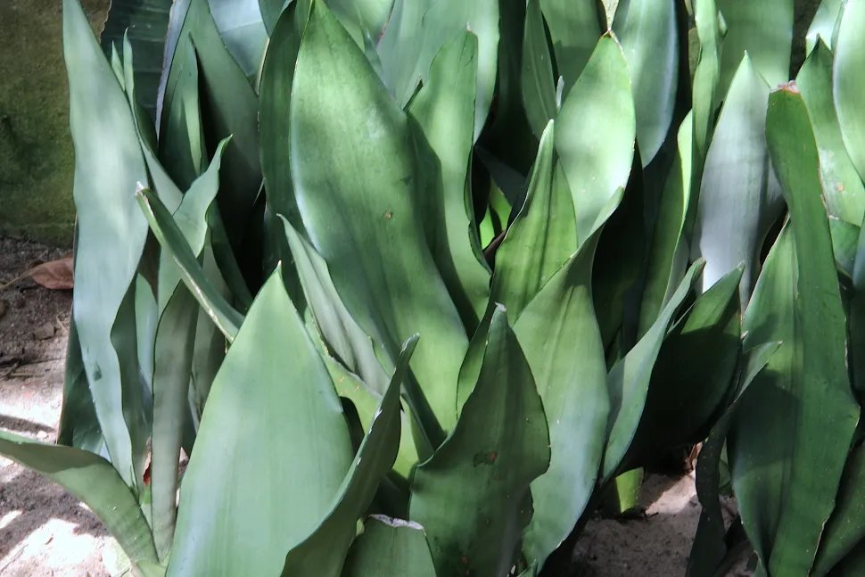 Grüne und schwarze Blätter Sansevieria trifasciata Moonshine
