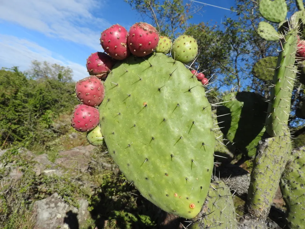 Opuntia tomentosa vrucht