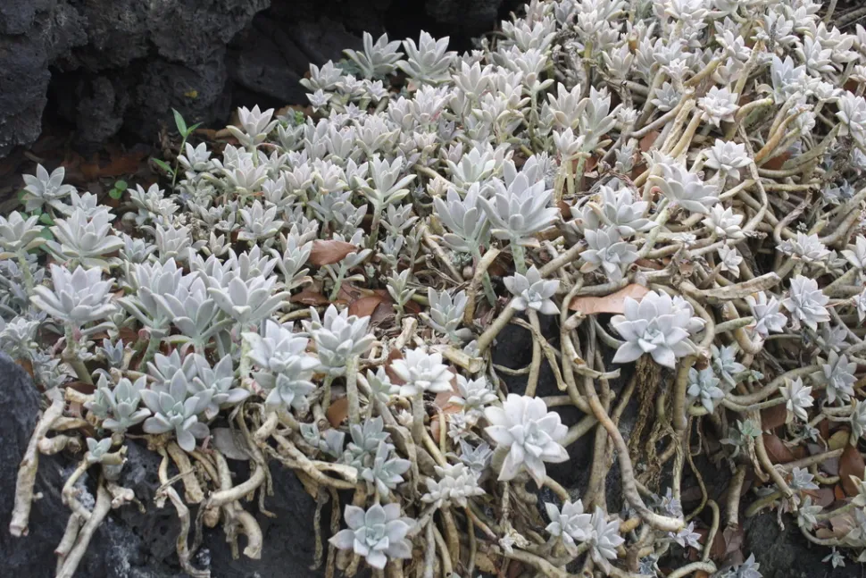 Sedum mendozae en el suelo