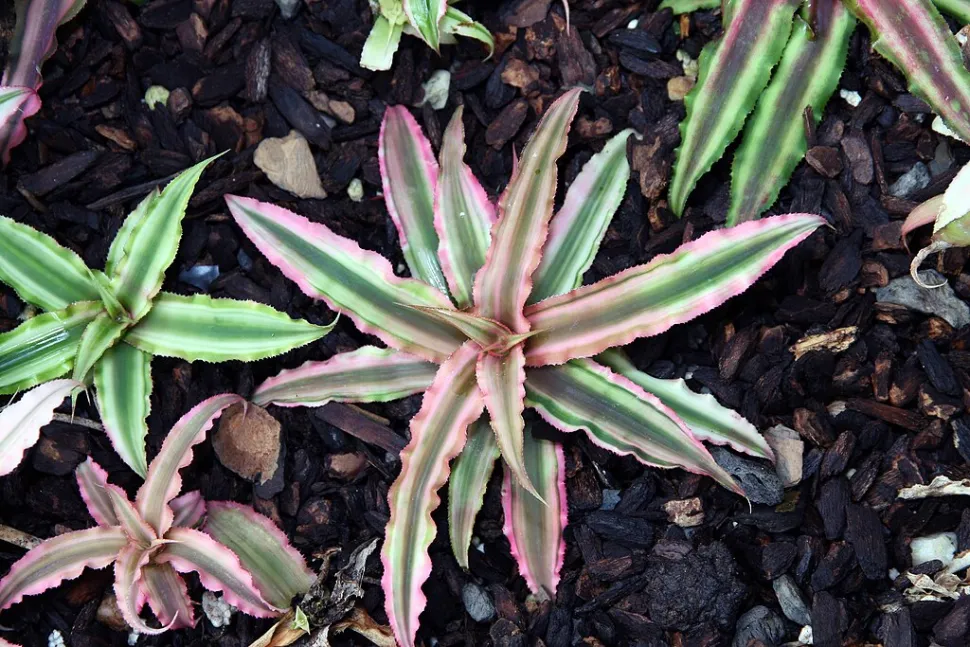 Cryptanthus bivittatus 'Pink starlite' groen en roze blad