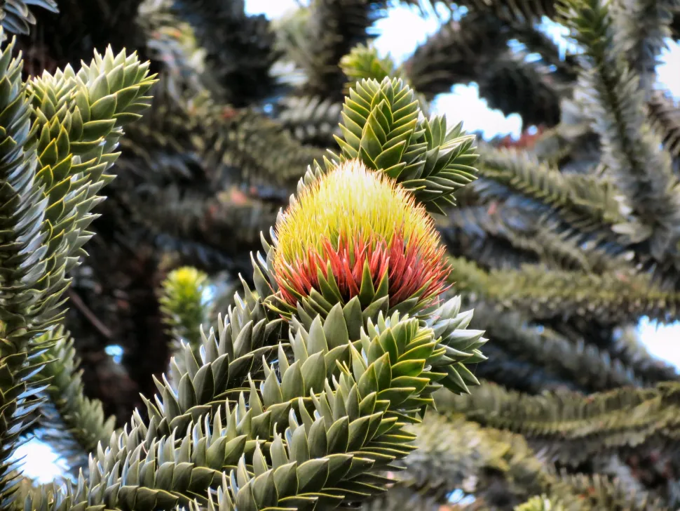 Araucaria araucana fyrrekogler