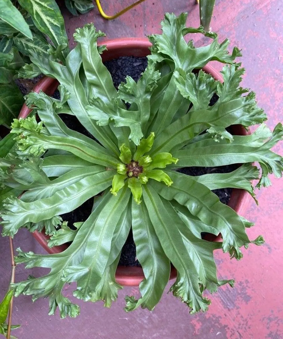 Crissie fern in pot