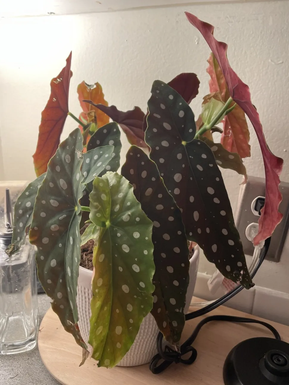 Begonia maculata wightii im Topf und im Zimmer