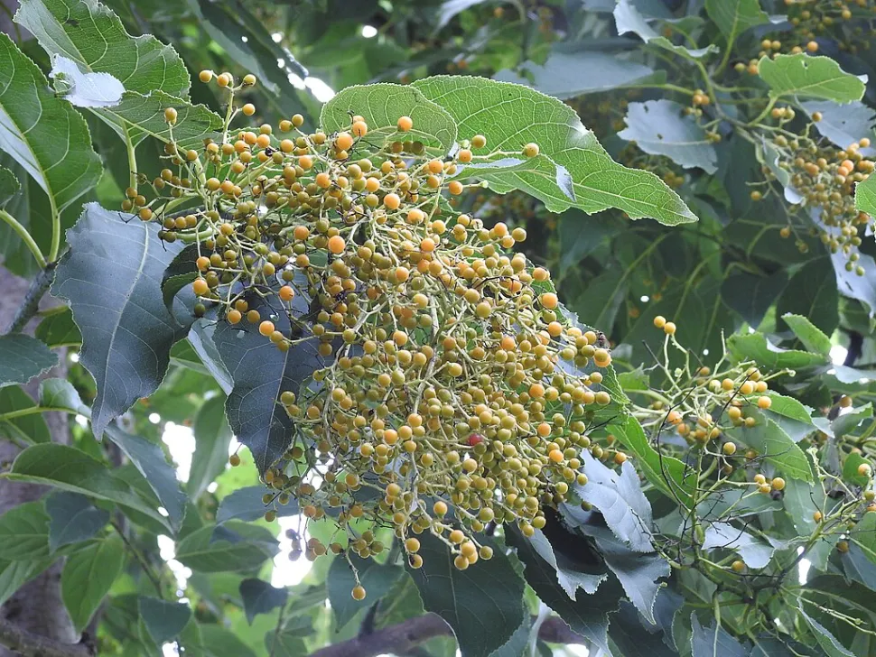 Frutto arancione Ehretia acuminata