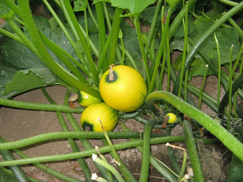 Floridor courgette amarela redonda