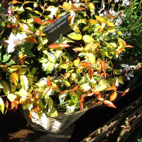 Trachelospermum Ogon-Niskiki in pot