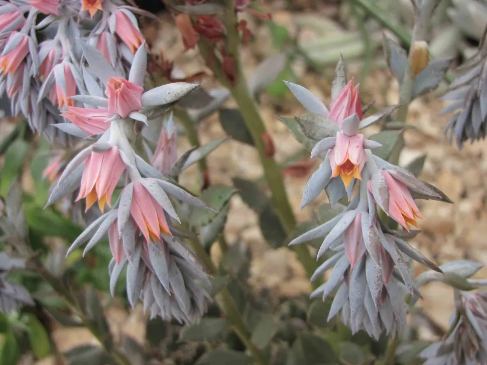 Echeveria shaviana blomster