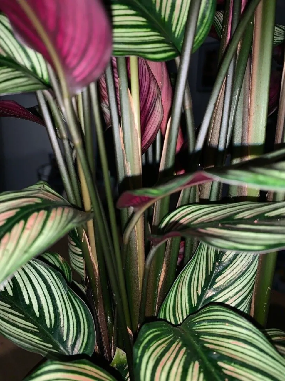 Calathea gestreept blad 'White Star