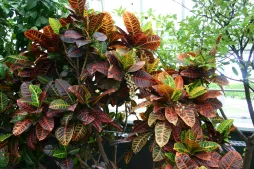 Croton Norma met veelkleurige bladeren
