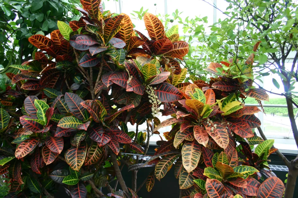 Croton Norma mit bunten Blättern