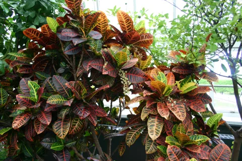 Croton Norma with multicolored leaves