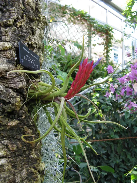 Planta cabeza de medusa en flor