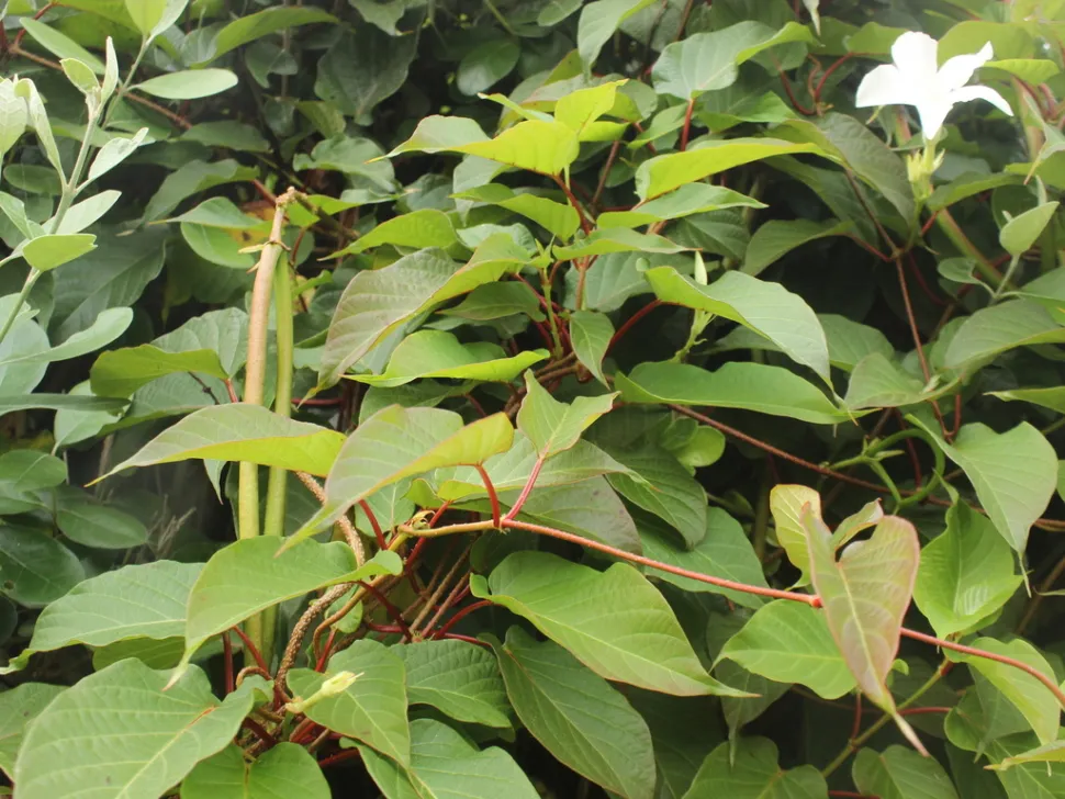 Folhagem verde Mandevilla laxa