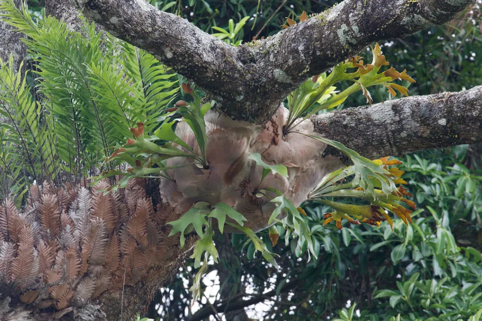 Elkhorn fern on a tree