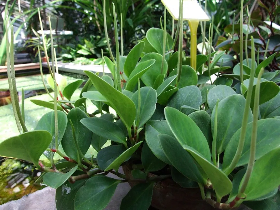 Peperomia magnoliifolia im Freiland