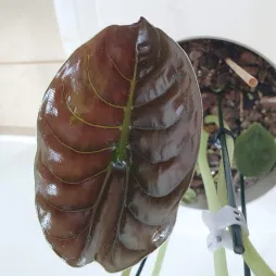 Alocasia verde e rossa Segreto rosso