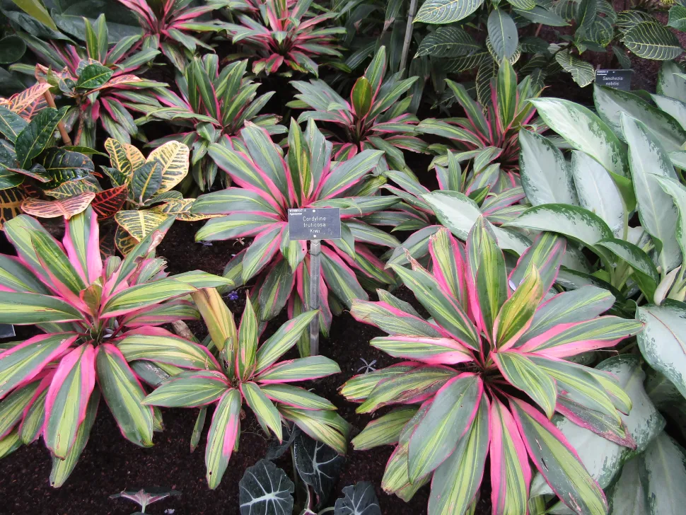 Cordyline 'Kiwi' im Freiland