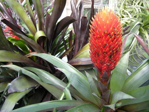 Guzmania conifera in flower