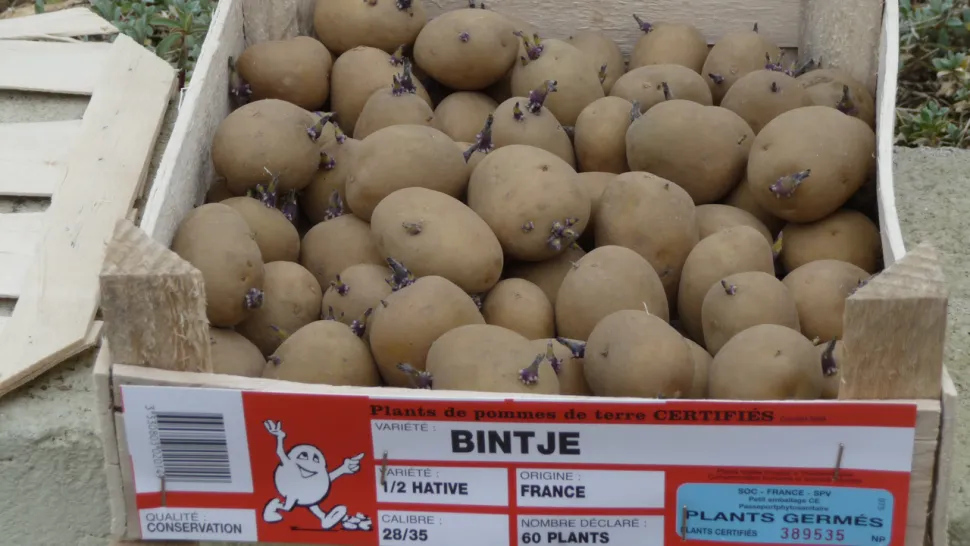 Patate Bintje