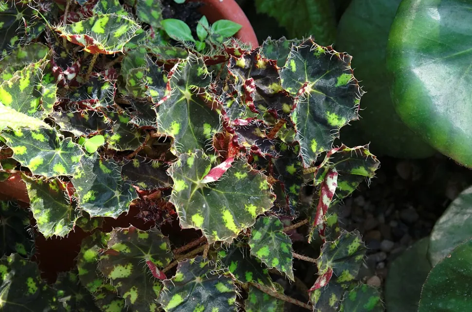 Behaarte Blätter Begonia Tiger